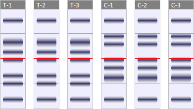 Diagram of 1D gel run with 6 samples, showing where the gel slices are made