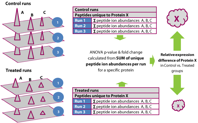 How peptide abundances are combined to produce the protein abundance